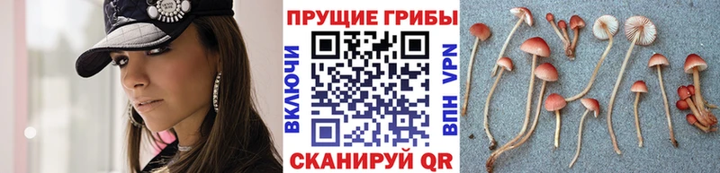 Галлюциногенные грибы Cubensis даркнет сайт hydra ТОР Новосиль